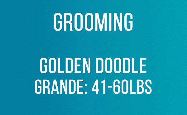 Grooming GoldenDoodle Grande