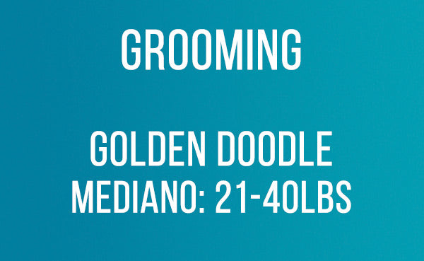 Grooming GoldenDoodle Mediano