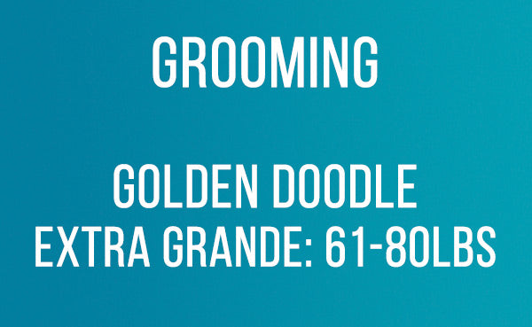 Grooming GoldenDoodle EXTRA Grande